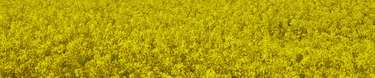 Pillows Collections Footer Flowers