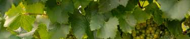 Marquette Product Footer grape vines